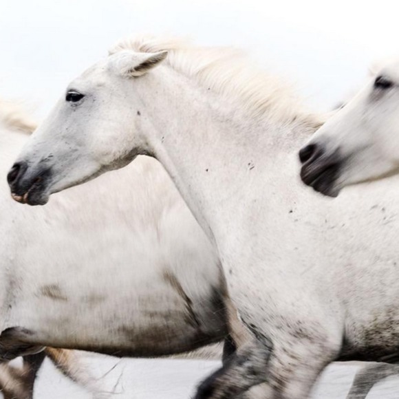 thefrenchpony